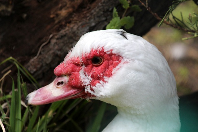 勒布朗与湖 勒布朗与湖